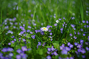 Meadow, daisy, wild flowers, spring HD wallpaper