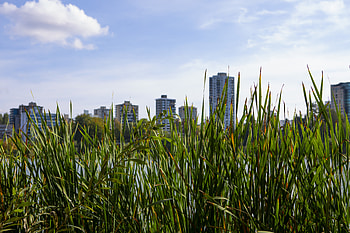 Nature, Grass, City, Building, Plant HD wallpaper