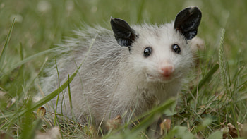 Nature mythbusting, Opossum fun facts, Backyard encounters, PBS nature series HD wallpaper