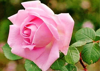 Pink Beauty, rose, pink, petals, nature, flowers, macro HD wallpaper