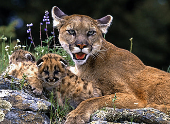 Mountain Lions, cute, beautiful, mountain-lions HD wallpaper