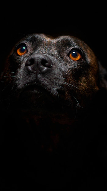 Awesome , Android dogs , Ultra high definition, Dog HD phone wallpaper
