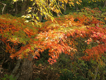 Landscape, Trees, Autumn, Leaves HD wallpaper