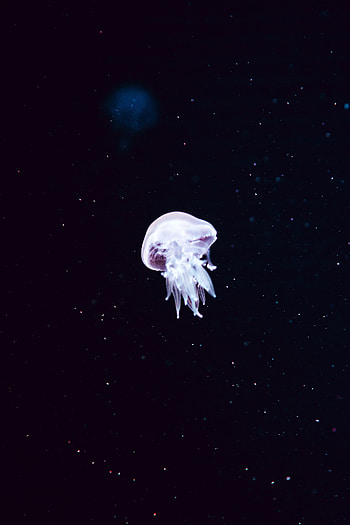 Minimal, white jellyfish HD phone wallpaper