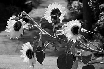 black and white sunflower, monochrome sunflower, wildflower, sunflower HD wallpaper
