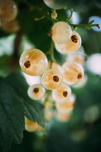 Food, Leaves, Currant, Fruit HD phone wallpaper