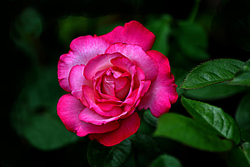 Pink Rose, Pink, Flower, Petals, Rose HD wallpaper