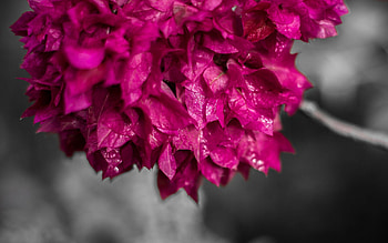 Drops, Plant, Macro, Petals HD wallpaper