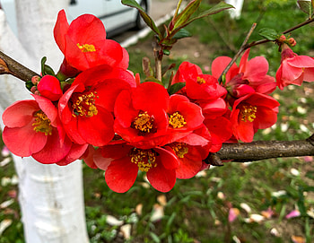 Flori de gutui salbatic, ser, cer, ger, aer HD wallpaper