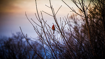 Animals, Bush, Bird, Red Cardinal HD wallpaper