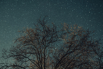 Nature, Stars, Night, Wood, Tree, Starry Sky HD wallpaper