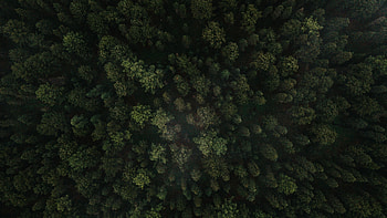 Green forest, trees' tops, nature HD wallpaper