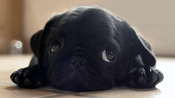 Pug, dog, animal, puppy HD wallpaper