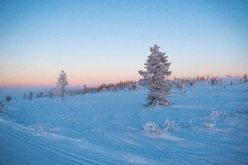 Winter, Nature, Snow, Wood, Tree, Frost, Hoarfrost HD wallpaper
