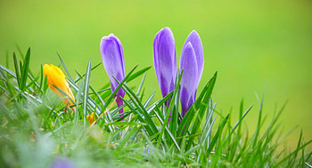 Crocuses, purple, pink, crocus, yellow, flower, green, spring HD wallpaper