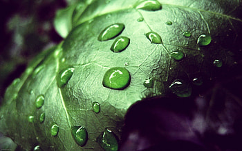 Drops, Plant, Macro, Sheet, Leaf, Moisture, Dew HD wallpaper