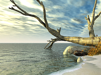 dead tree on beach, blue, sand, salt, tree, beach, nature, sky, water, dead HD wallpaper