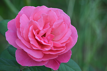 Flowers, Pink, Rose Flower, Rose, Petals, Bud HD wallpaper