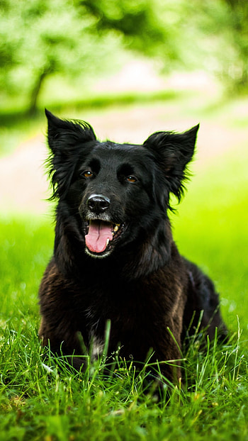 Black Dog, Pet HD phone wallpaper