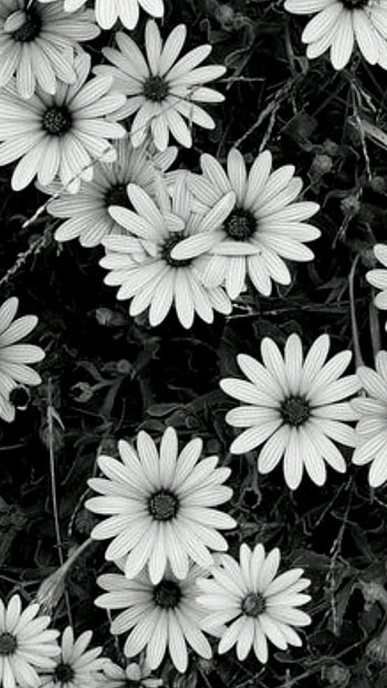 Black And White, Flower Background HD phone wallpaper