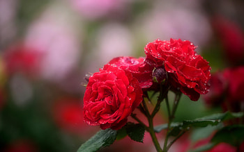 Red Roses, Flowers, Roses, Buds, Red HD wallpaper