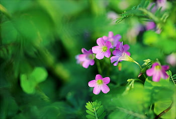 Close-up of blooming pink wildflowers amidst lush green foliage in a garden setting. HD wallpaper