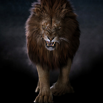 Animals, Lion, Predator, Big Cat, Sight, Opinion, Fangs HD phone wallpaper