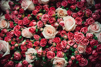 Fresh roses, pink, decoration HD wallpaper