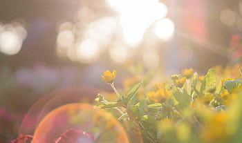 A serene view of sunlit yellow wildflowers with a warm bokeh effect in Đắk Ya, Vietnam. HD wallpaper