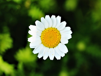 Nature, bloom, daisy, flower HD wallpaper
