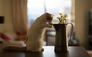 Animals, Cats HD wallpaper