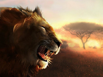 Lion, africa, big cat, beautiful, head, wild, sun, sunset, dark HD wallpaper