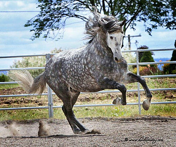 Grey Fury, spanish, andalusian, horses, dappled grey, grey, dappled HD wallpaper