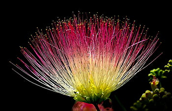 Stunning close-up of a Mimosa flower with vivid pink and yellow hues on a dark background. HD wallpaper