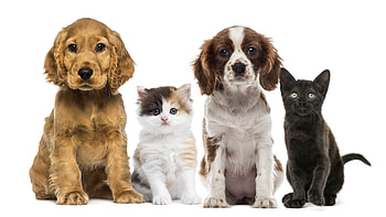 Dog Cat Together HD wallpaper