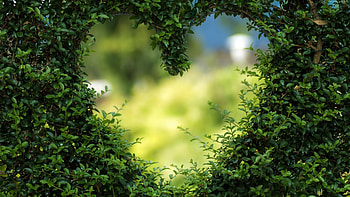 Ultra plant , Nature's beauty, Stunning flora, Exquisite graphy HD wallpaper