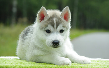 Lovely puppy , Pure puppy love HD wallpaper