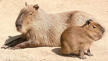 Hydrochaeris hydrochaeris, World's largest rodent, Pie experiences, Local tour operator HD wallpaper