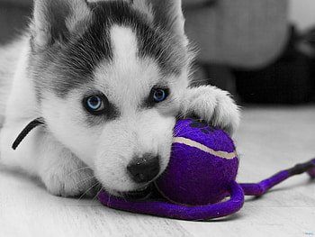 Siberian husky puppy, animal, dog, husky, playful, siberian HD wallpaper