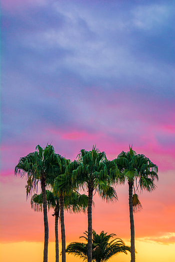 Trees, Nature, Sky, Palms, Spain, Maspalomas HD phone wallpaper