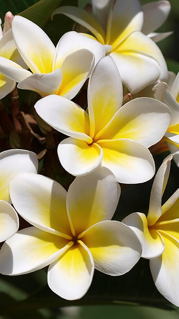 Beautiful plumeria , Exquisite floral essence, that captivate, Nature's charm HD phone wallpaper