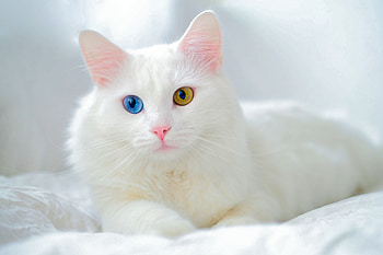 Cat, animal, piussy, purr HD wallpaper