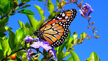 BUTTERFLY, LEAVES, FLOWERS, COLORS, WINGS HD wallpaper