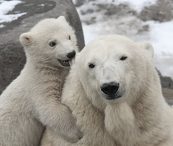 I'VE GOT A SCECRET, baby, polarbear, white, animals HD wallpaper
