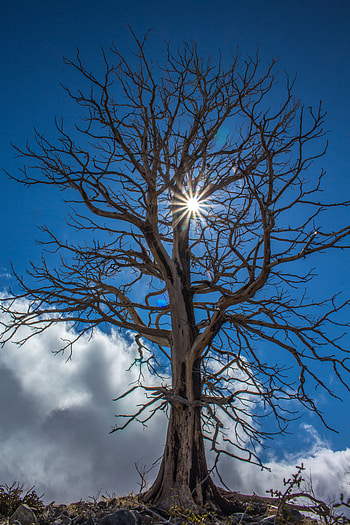 Nature, Clouds, Wood, Tree, Branches, Sunlight HD phone wallpaper