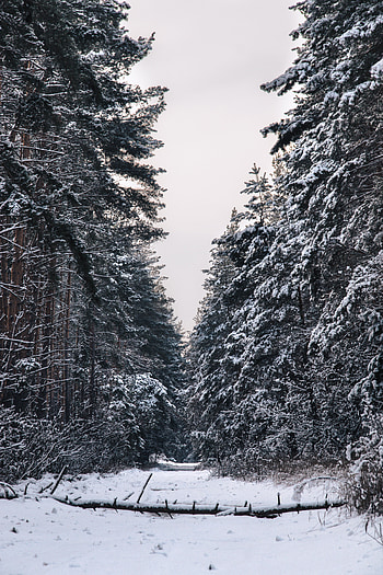 Winter, Nature, Trees, Snow, Forest HD phone wallpaper