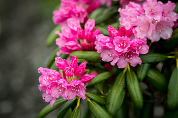 Azaleas, Flowers, Leaves, Pink HD wallpaper