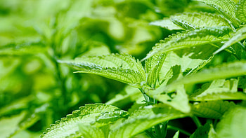 Plant, Stevia HD wallpaper