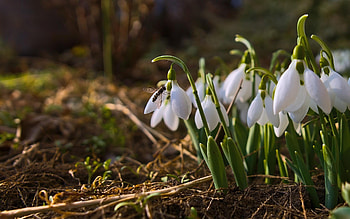Snowdrops, flowers, spring, macro, fly HD wallpaper
