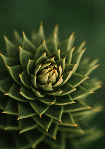 Plant, Macro, Barbed, Spiny, Succulent HD phone wallpaper